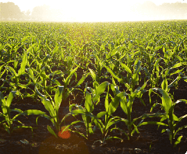 corn_field